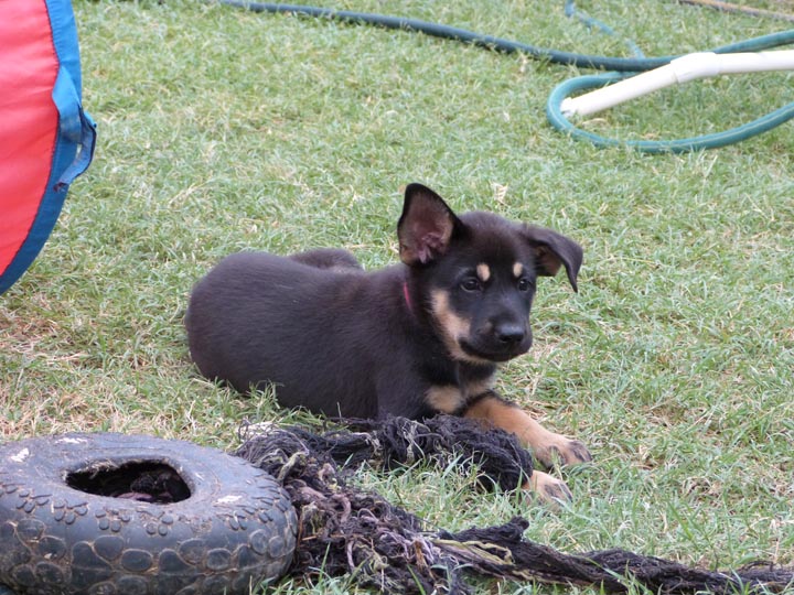 chinook dog